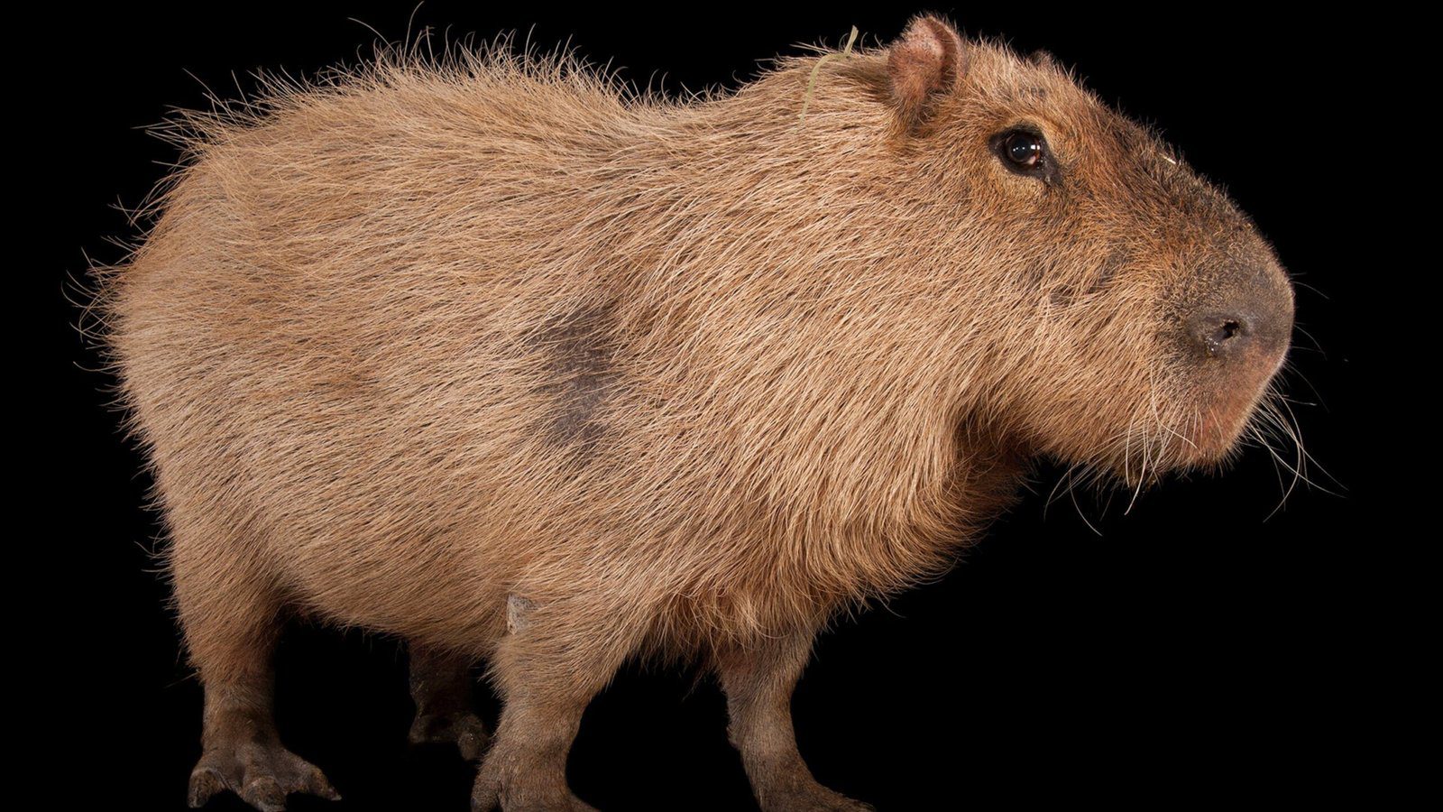 The Speed of Capybaras