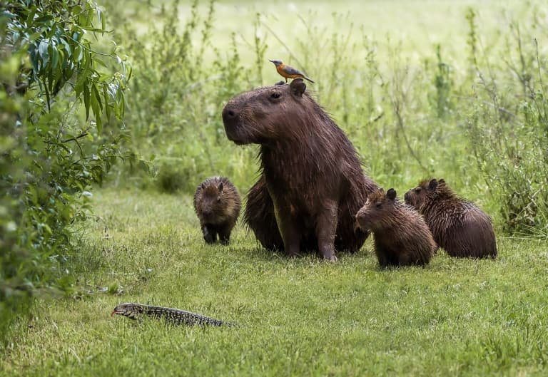 The Speed of Capybaras