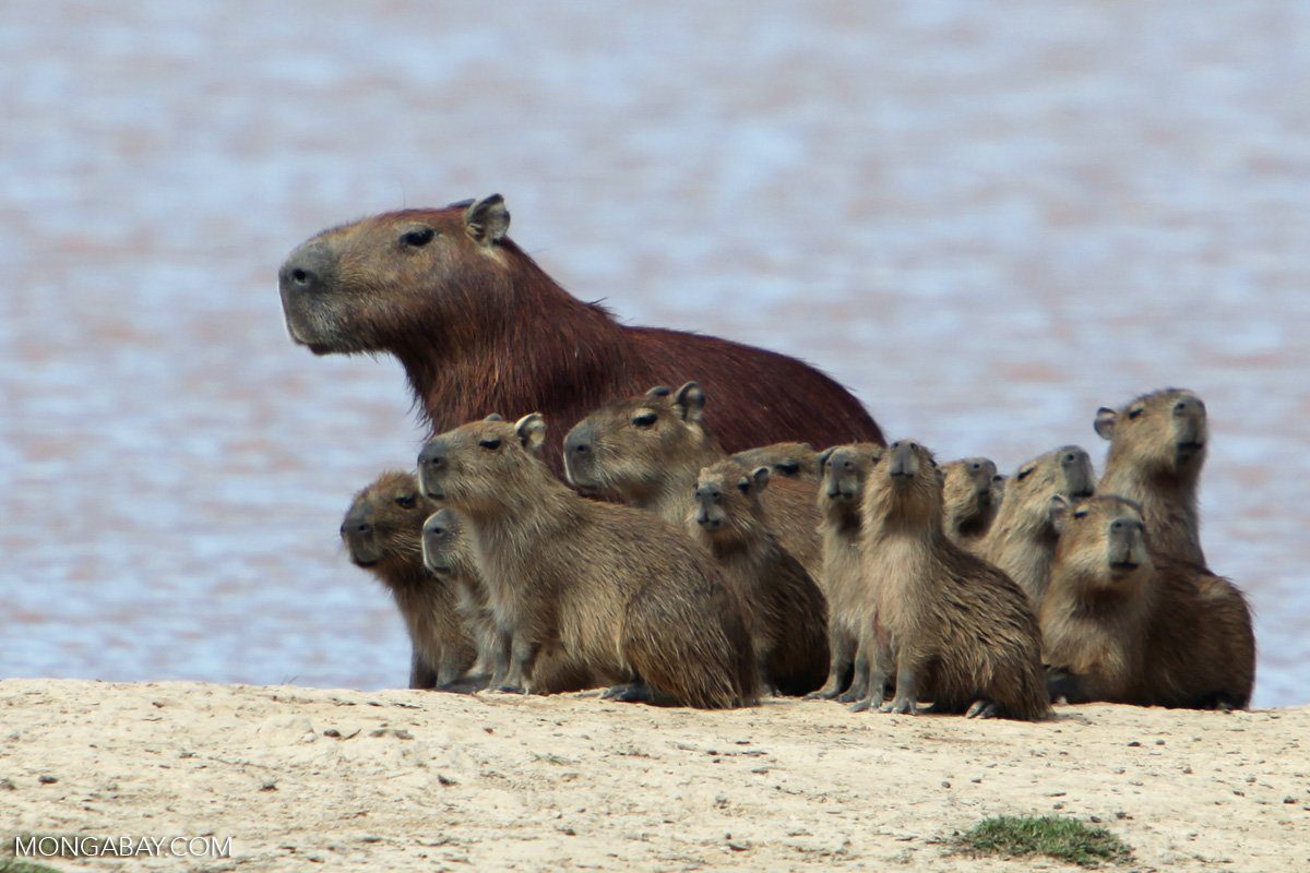 The Unique Adaptation of Capybara: No Natural Predators