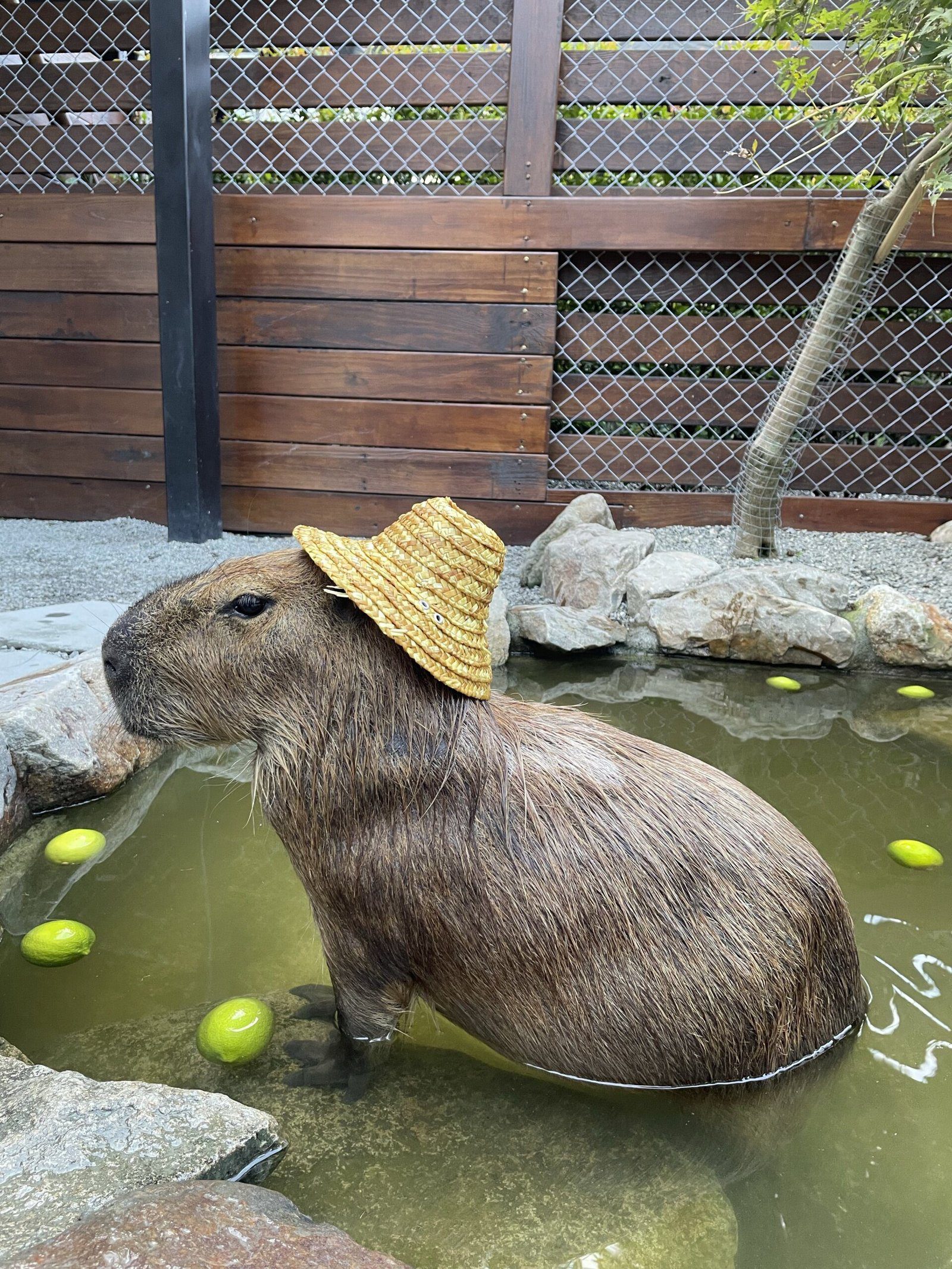 The Unusual Sight of a Wild Capybara in Florida