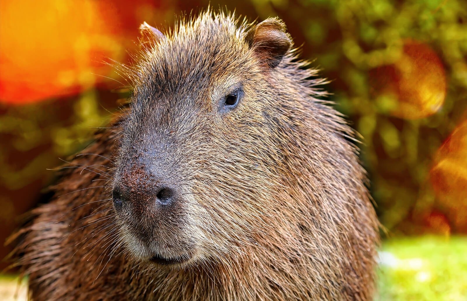 Things to Consider Before Getting a Capybara as a Pet