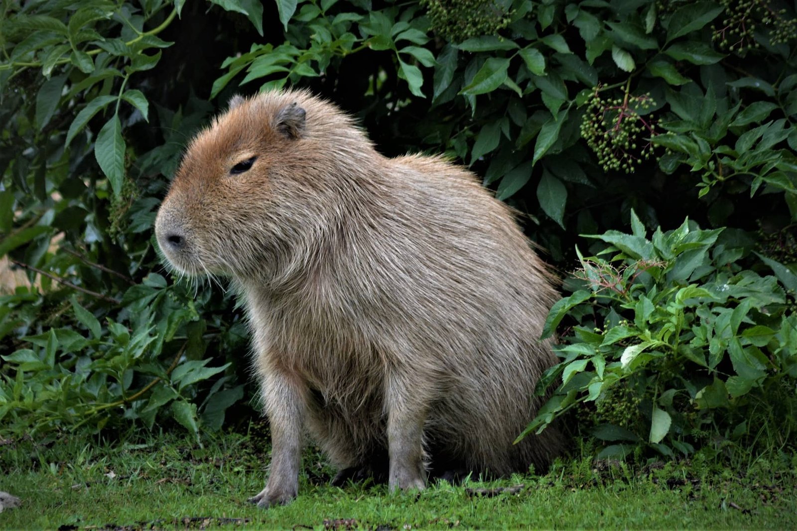 Things to Consider Before Getting a Capybara as a Pet