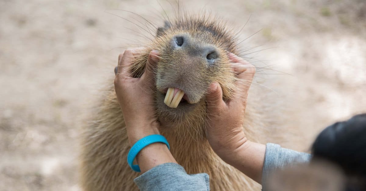 Top 10 Things Capybaras Like