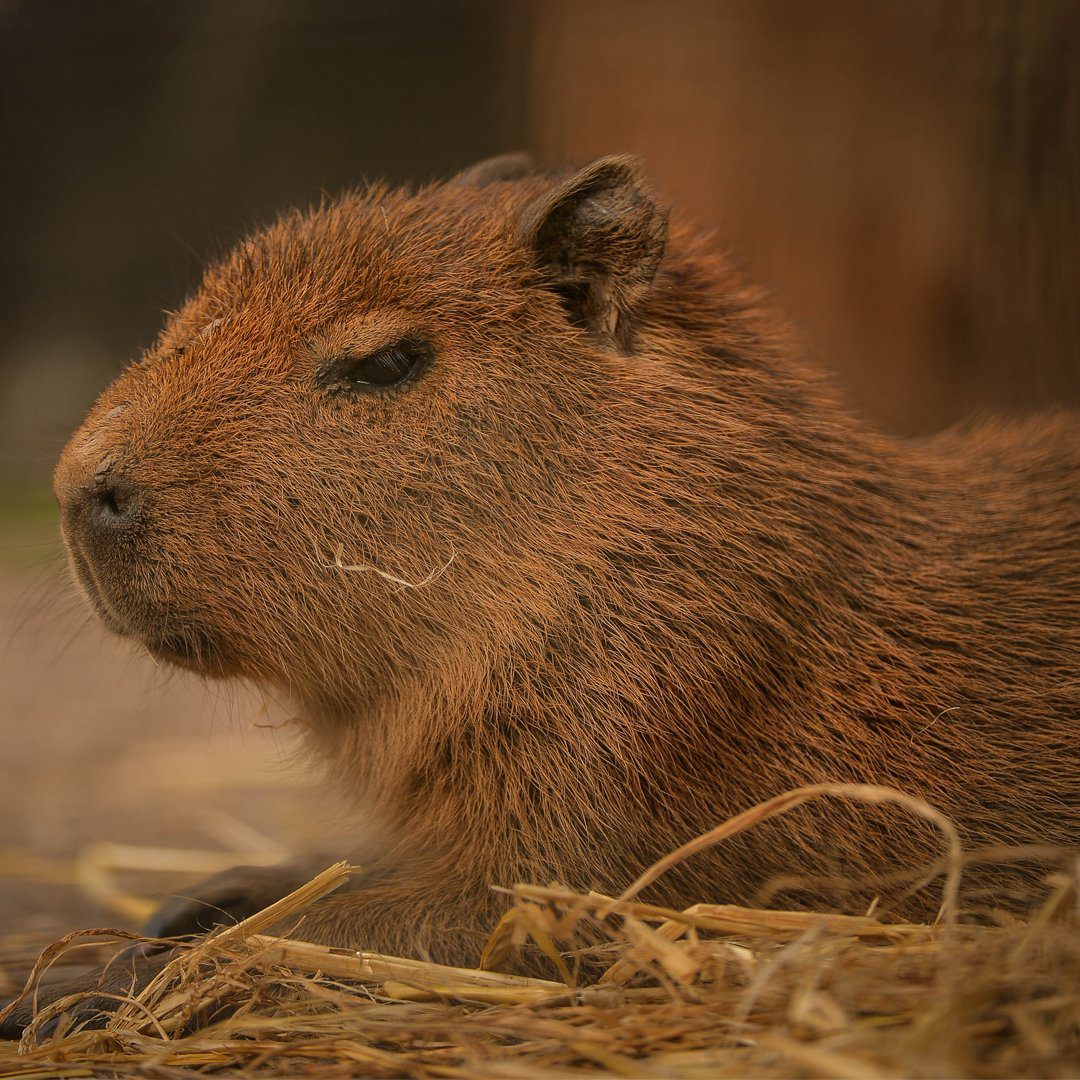 Top UK Zoos with Capybaras