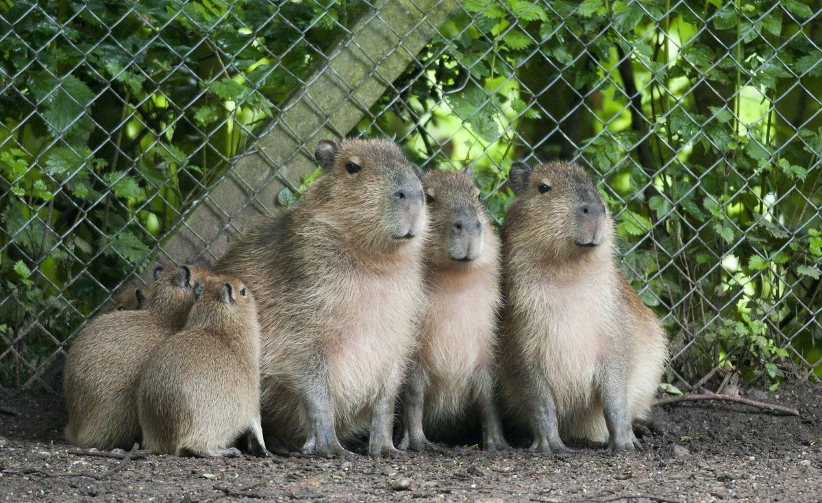 Top UK Zoos with Capybaras