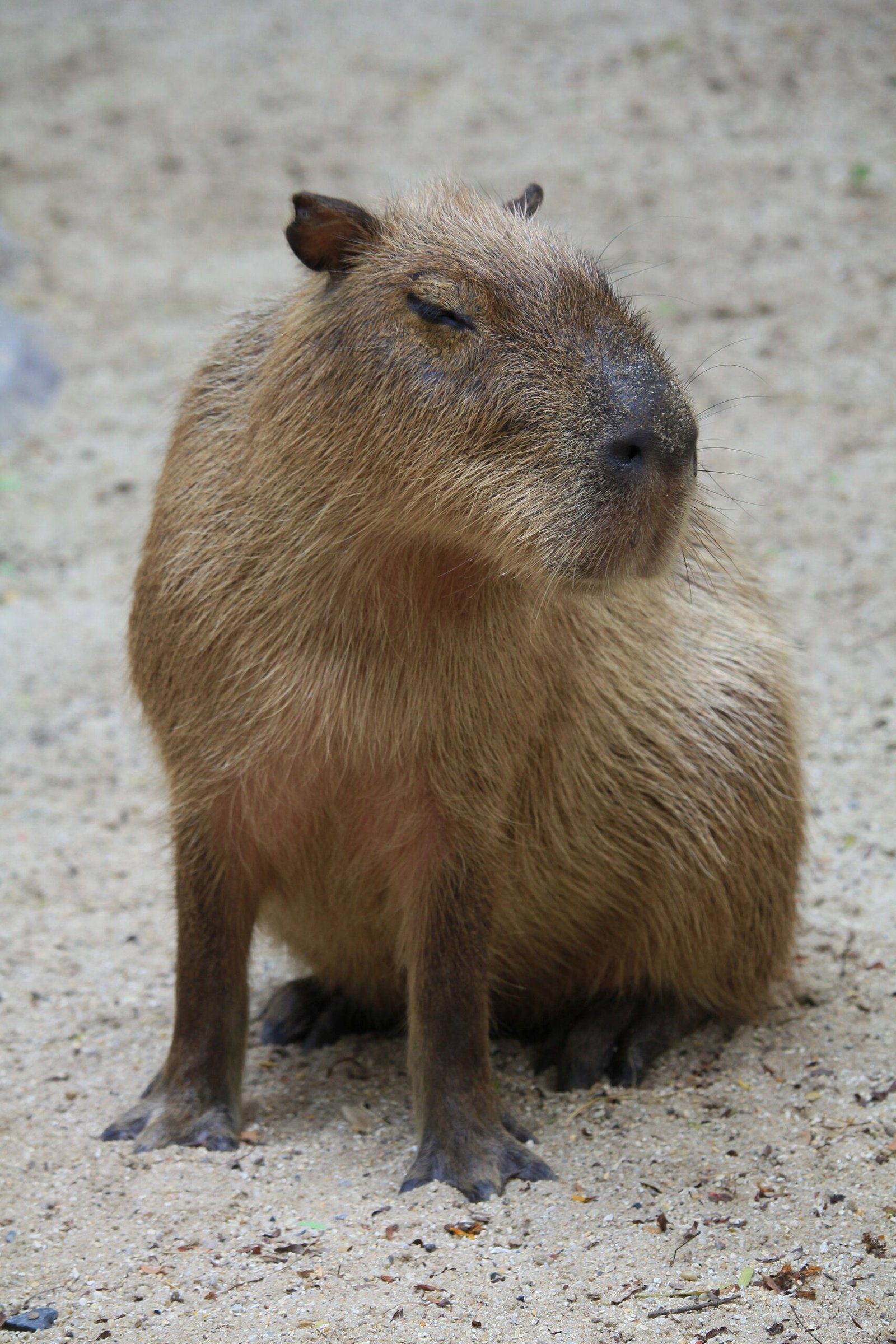 Unexpected Encounter: Capybara Spotted Alongside a Human