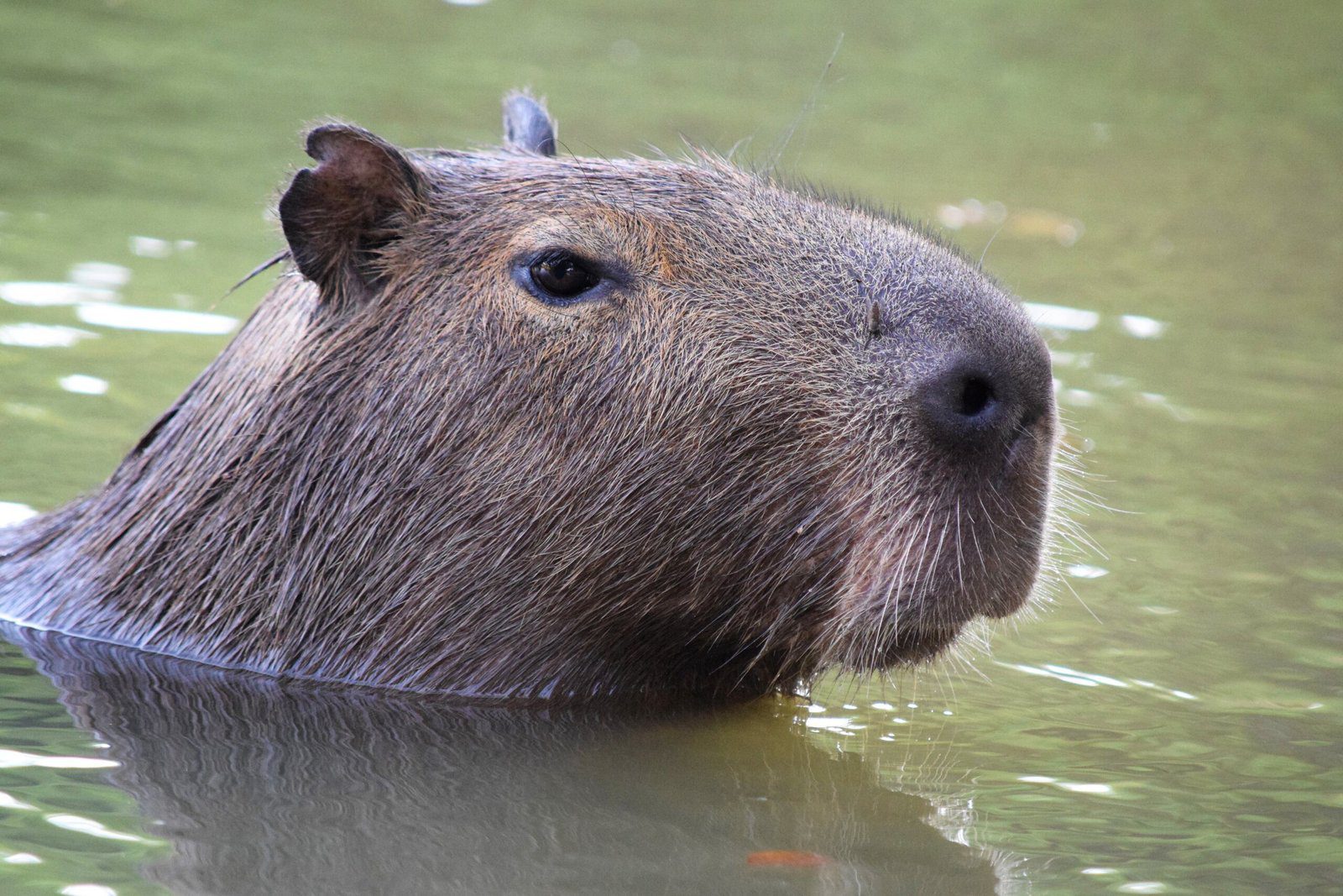 Unexpected Encounter: Capybara Spotted Alongside a Human