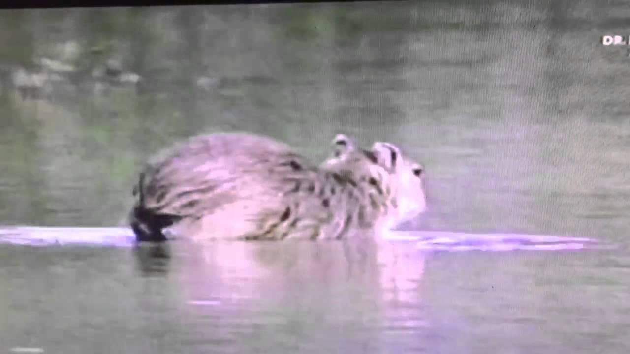 Unfortunate Encounter: Capybara Devoured by Piranha