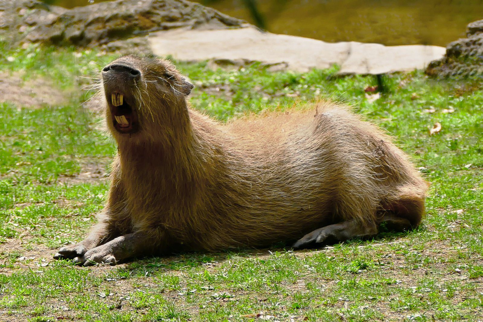 Visit Paradise Wildlife Park and Meet the Adorable Capybaras