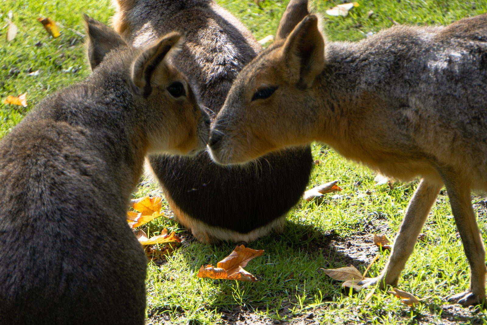 Visit Paradise Wildlife Park and Meet the Adorable Capybaras