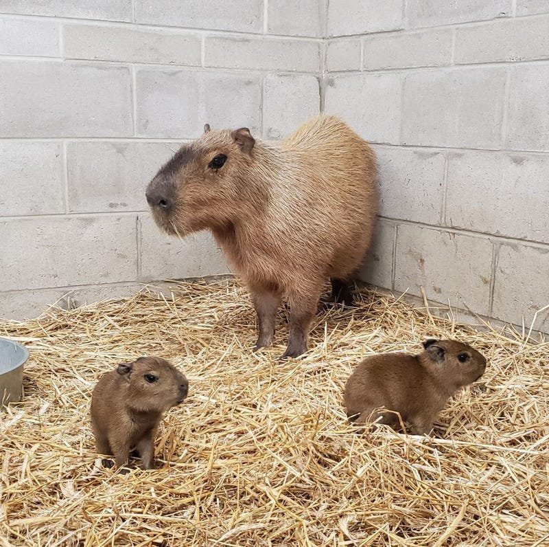 Visit the Capybara Exhibit at the New York Zoo