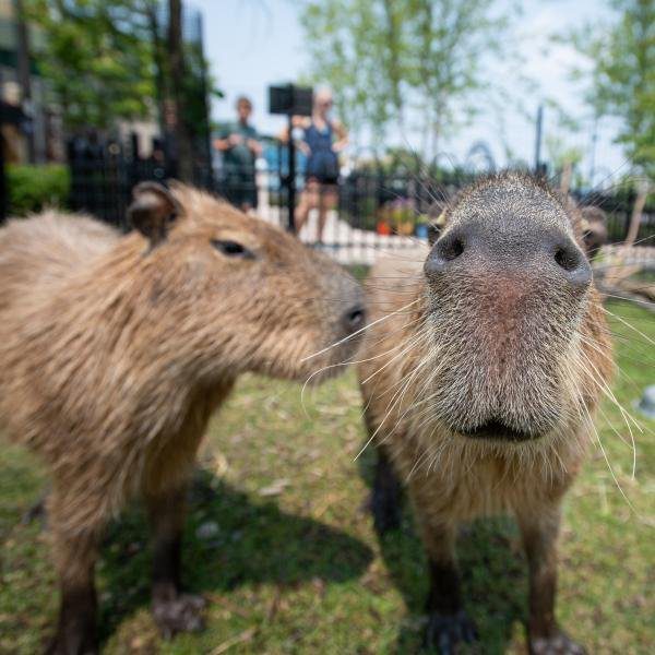 Visit the Capybara Exhibit at the New York Zoo