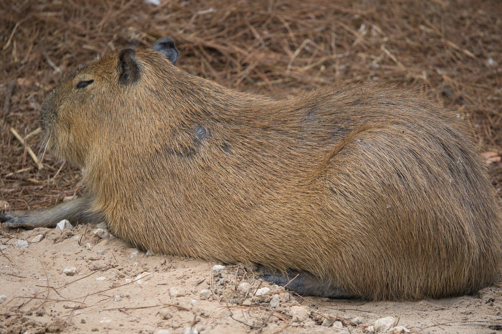 Visit the Capybara Petting Zoo in Newcastle