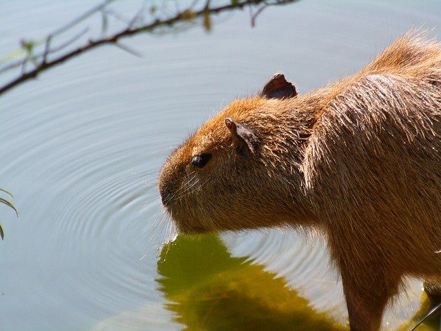 What is the Diet of Capybaras?