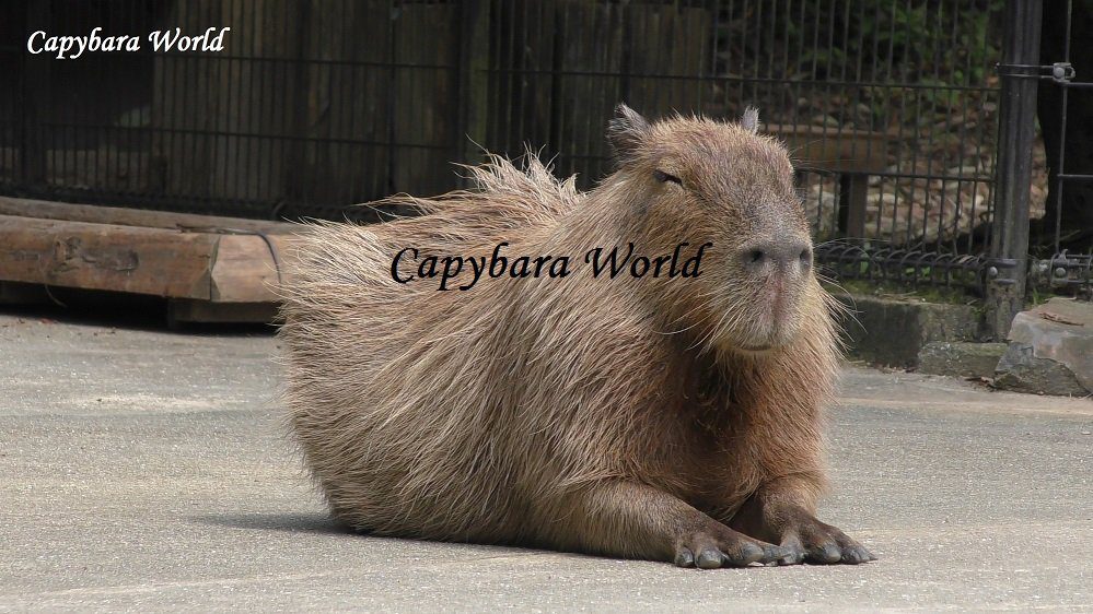 Where Can I Get a Capybara?