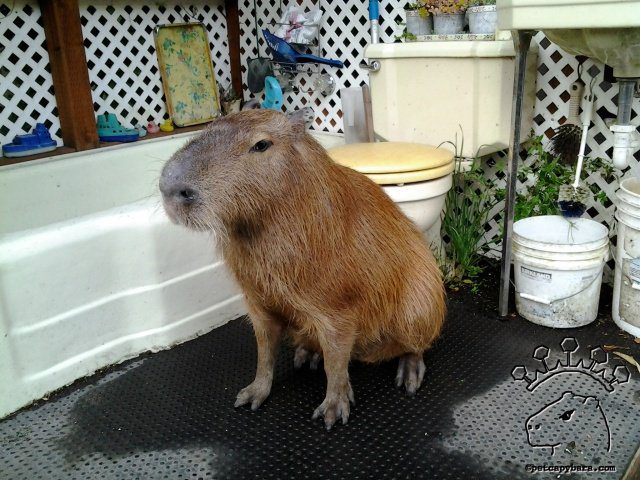 Where Can I Get a Capybara?