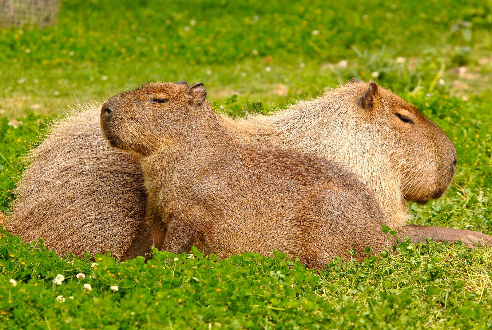 Where to Adopt a Capybara Near Me