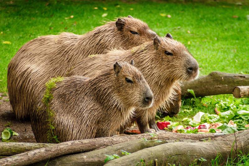 Where to Find Capybaras