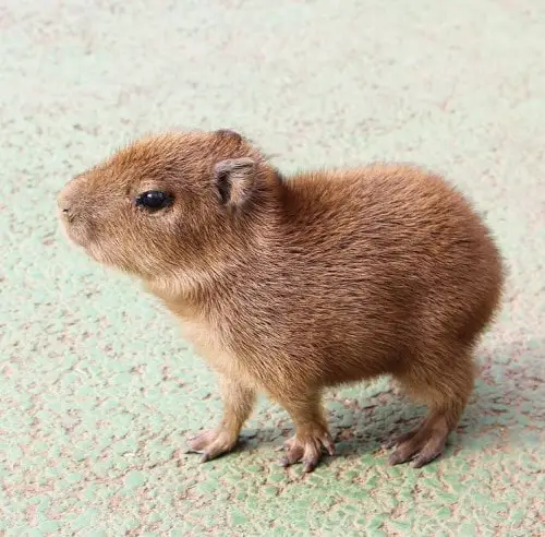 Where to Find Capybaras for Sale