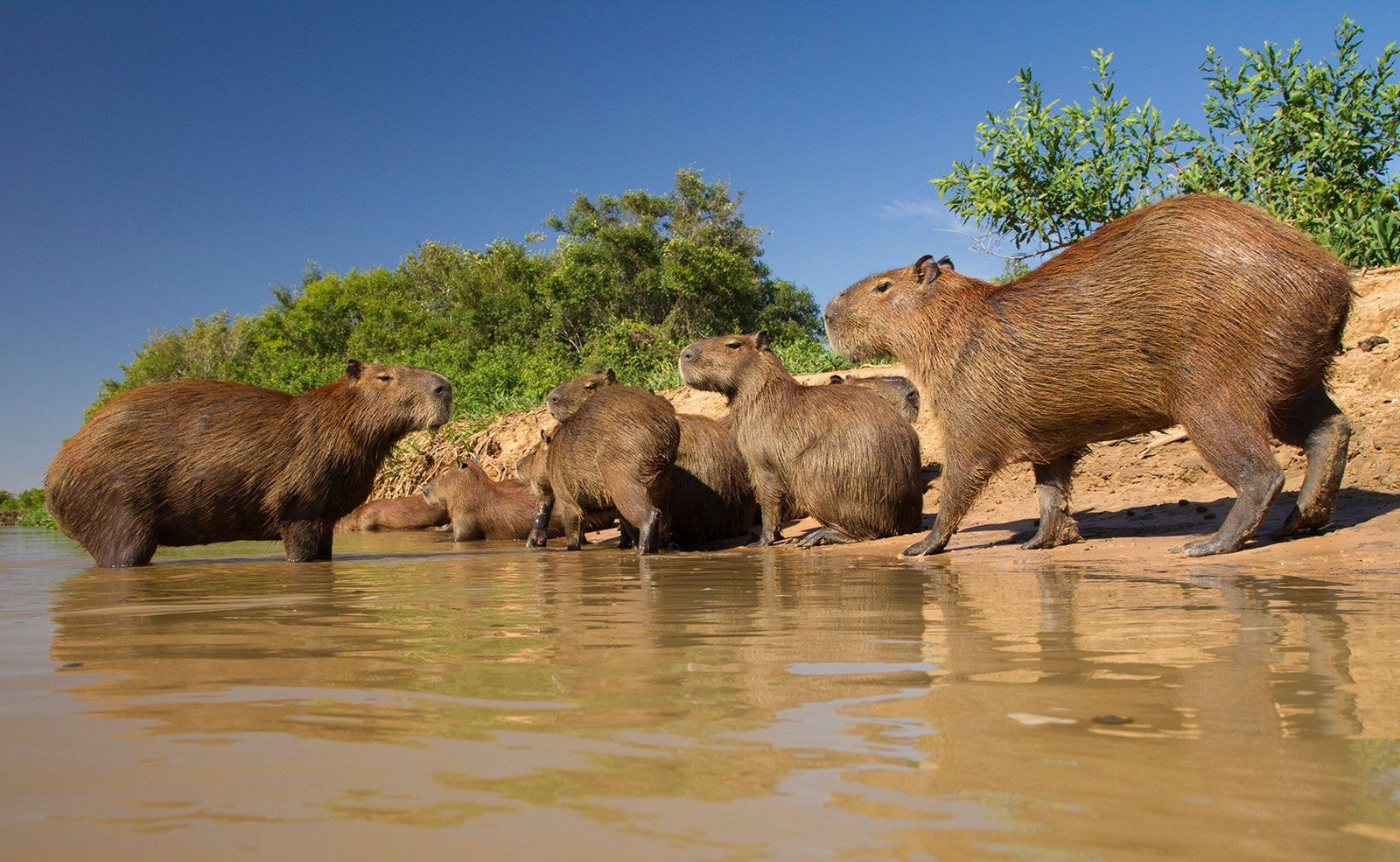Where to Find Capybaras in Their Natural Habitat