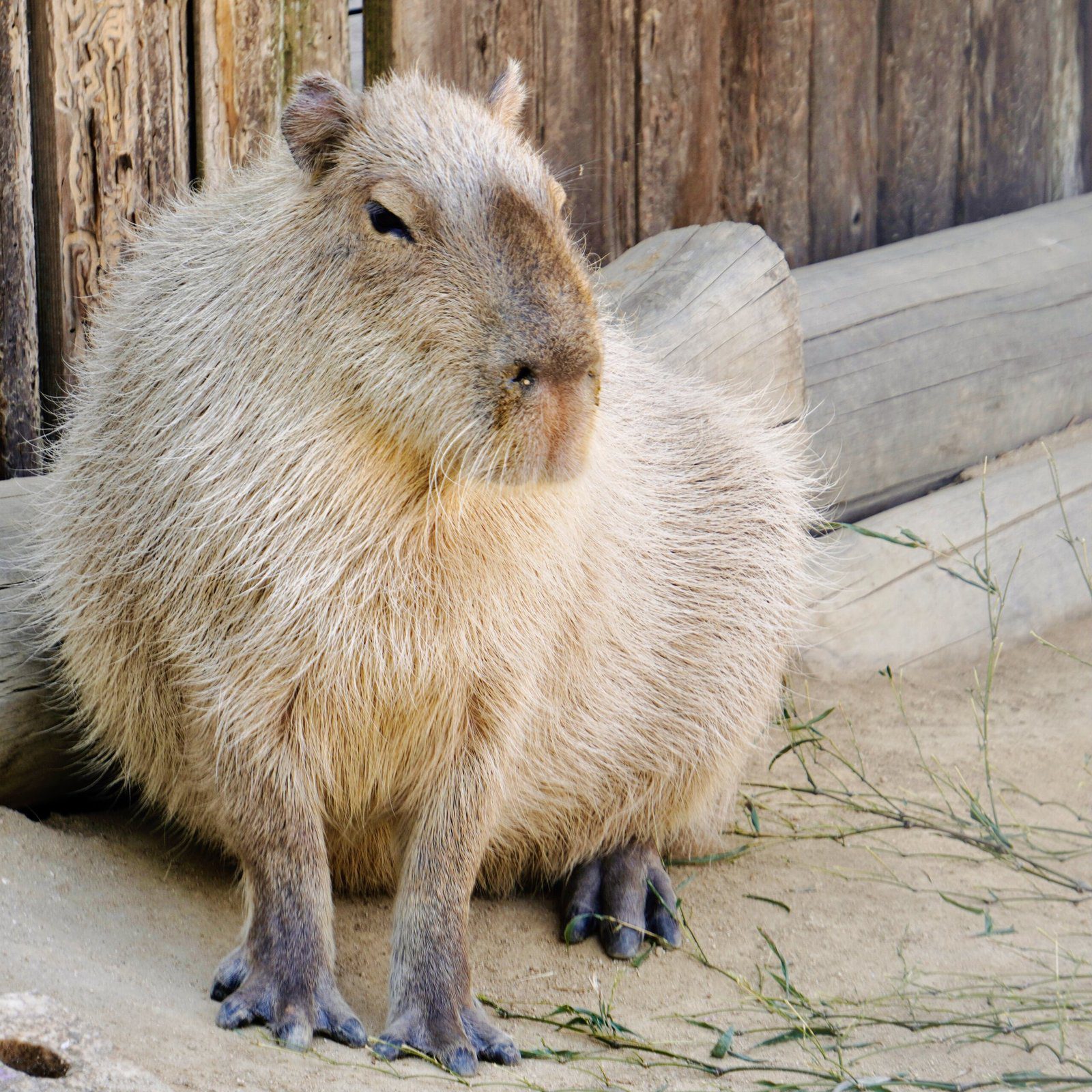 Why Adopt a Capybara?