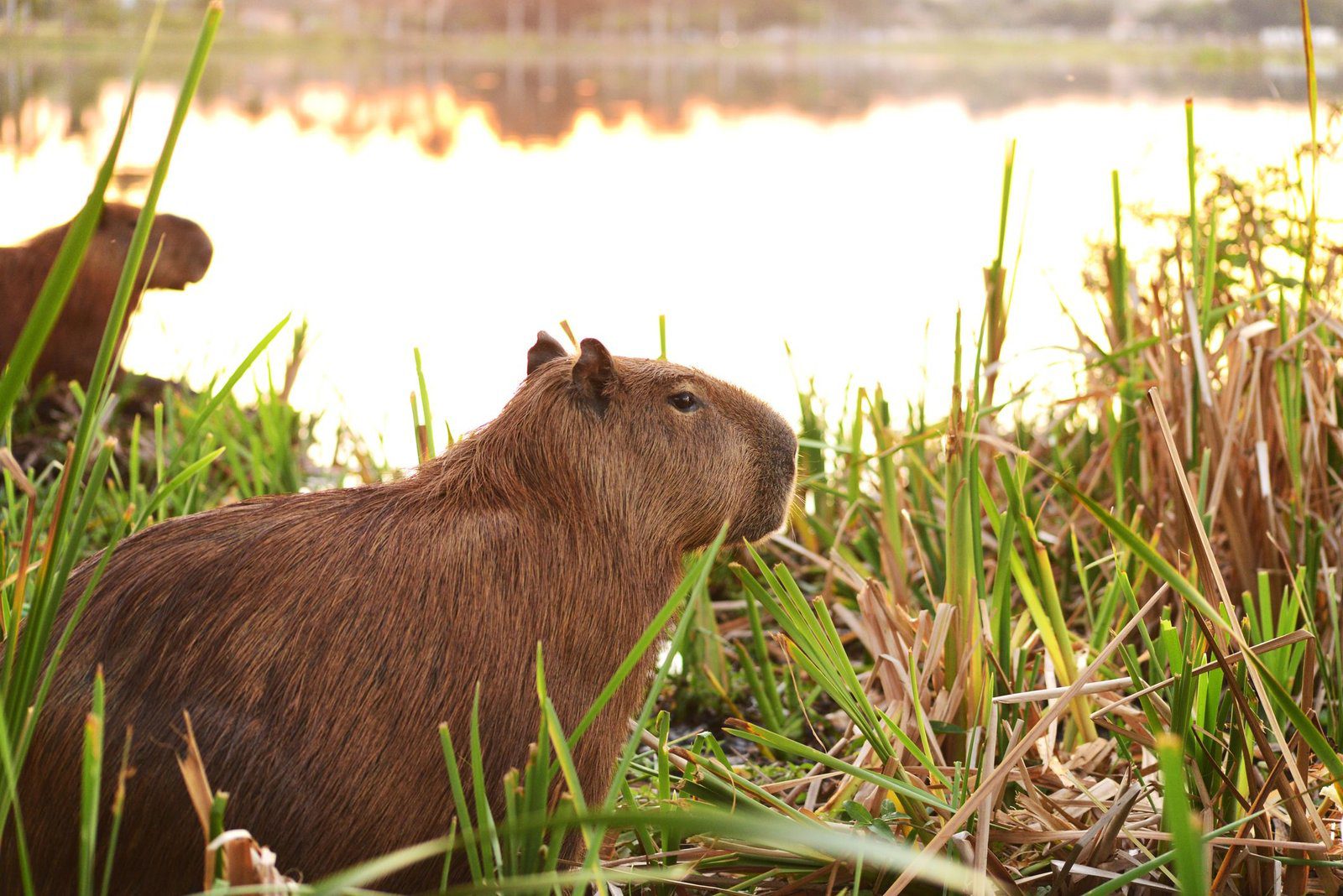 Why Capybaras Make Good Pets