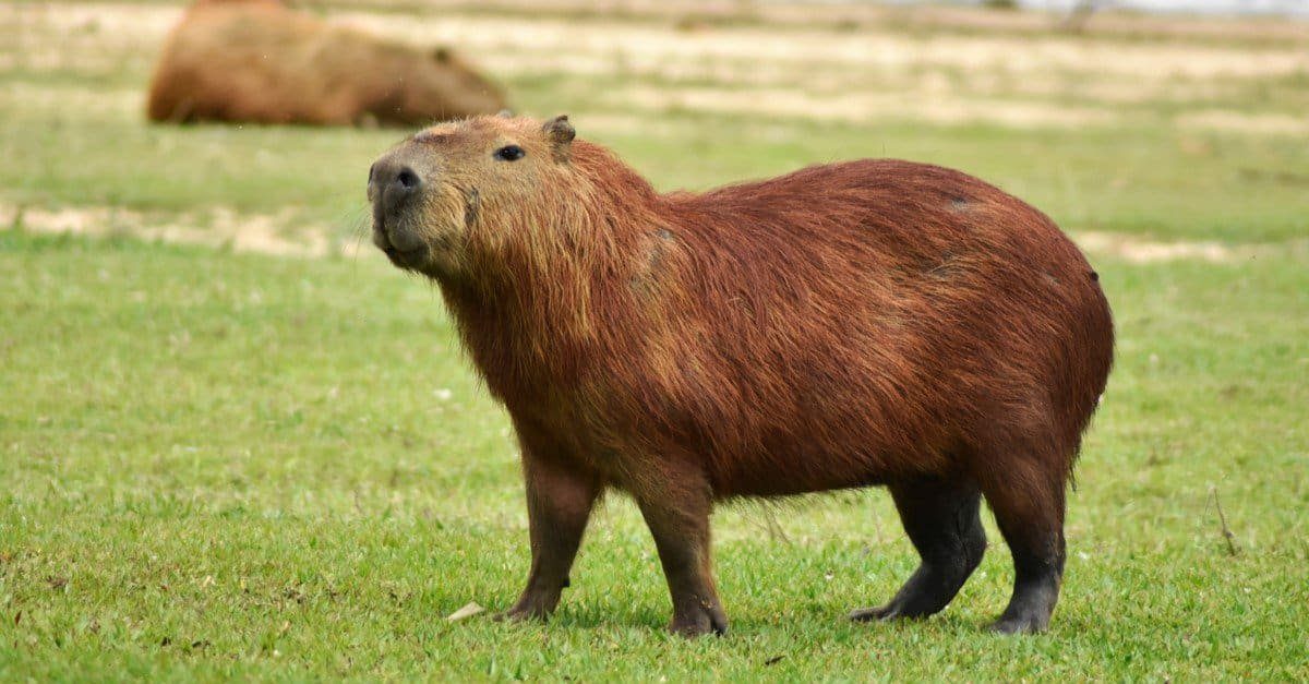 Why Capybaras Make Good Pets