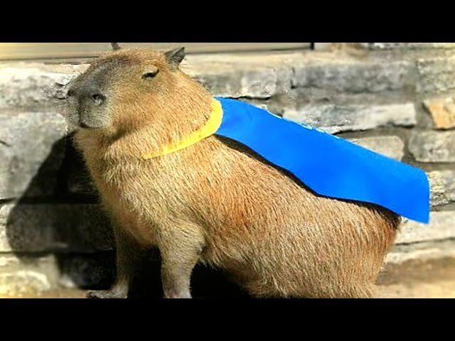 Why do Capybaras Pull Up?