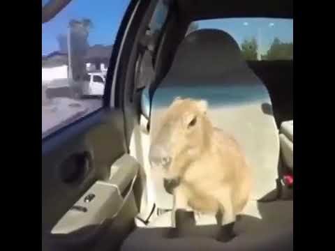 Why do Capybaras Pull Up?