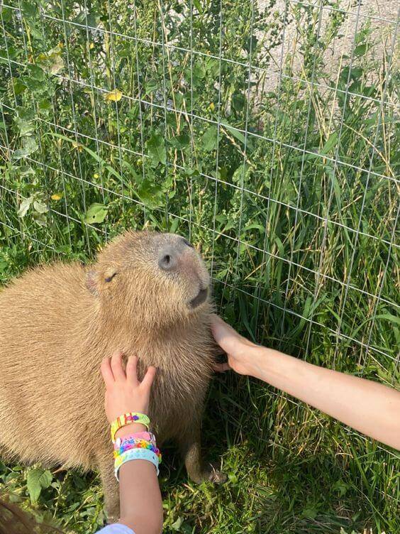 Capybara and Human Culture