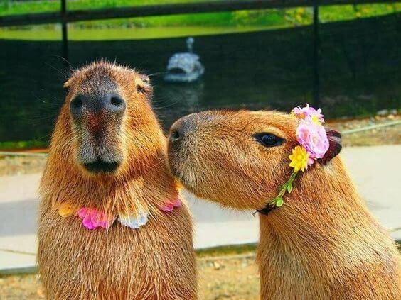 Adult Capybara Life